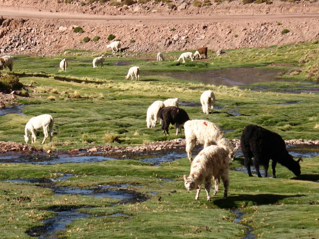 Foto de San Pedro de Atacama, Chile