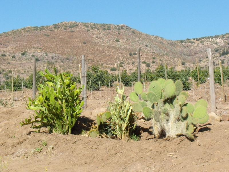 Foto de Petorca, Chile