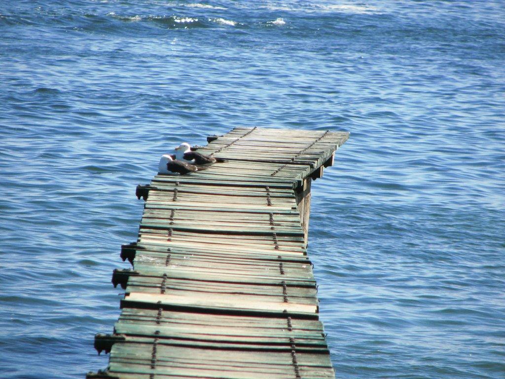 Foto de Algarrobo, Chile