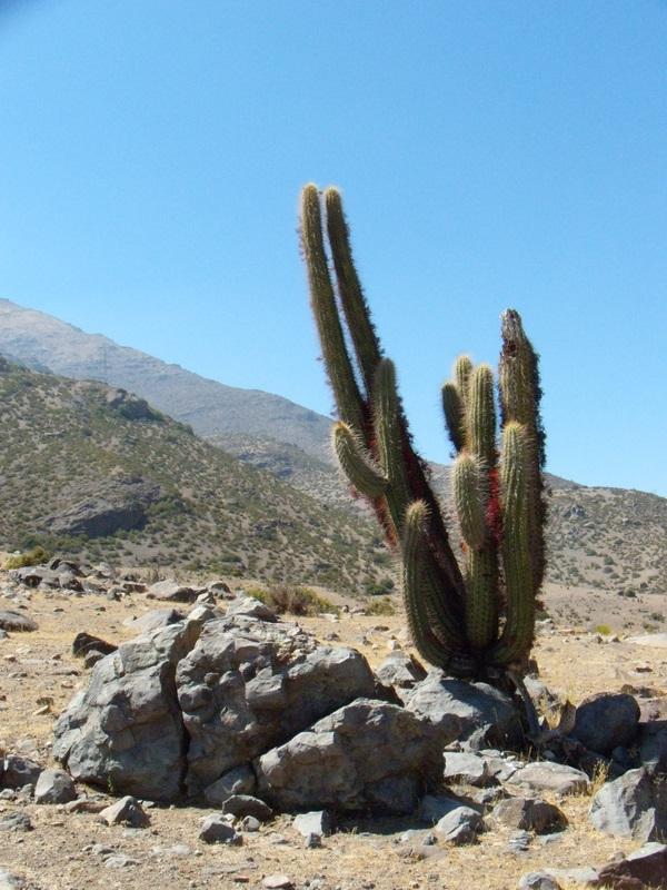 Foto de Petorca, Chile