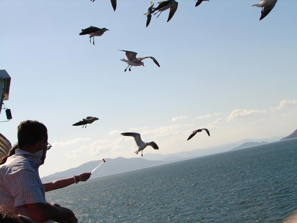 Foto de Golfo de Nicoya (Puntarenas), Costa Rica