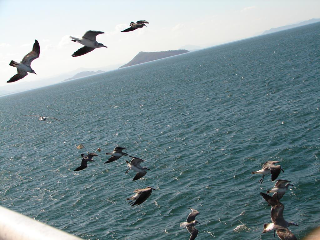 Foto de Golfo de Nicoya (Puntarenas), Costa Rica