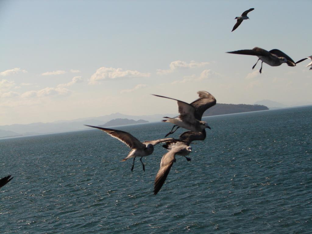 Foto de Golfo de Nicoya (Puntarenas), Costa Rica