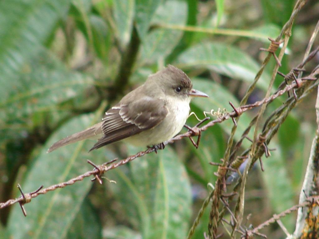 Foto de Pocosol, San Carlos (Alajuela, Costa Rica