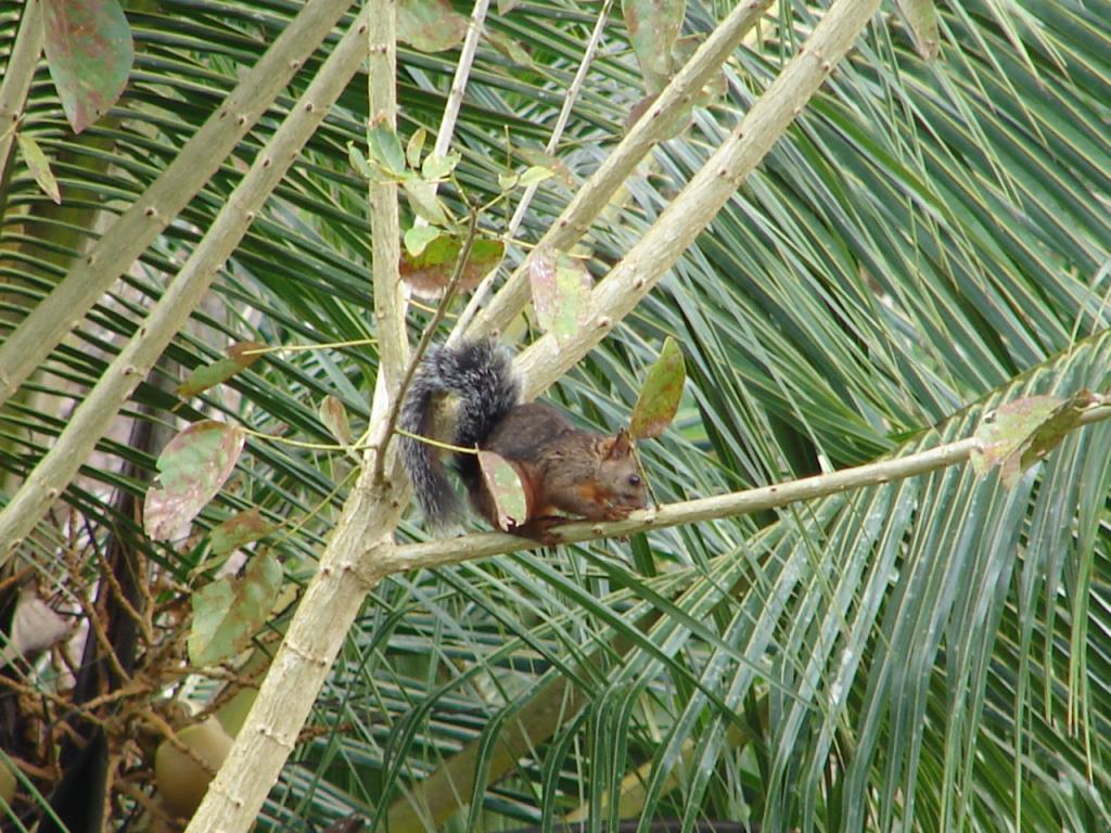 Foto de Pocosol, San Carlos (Alajuela, Costa Rica