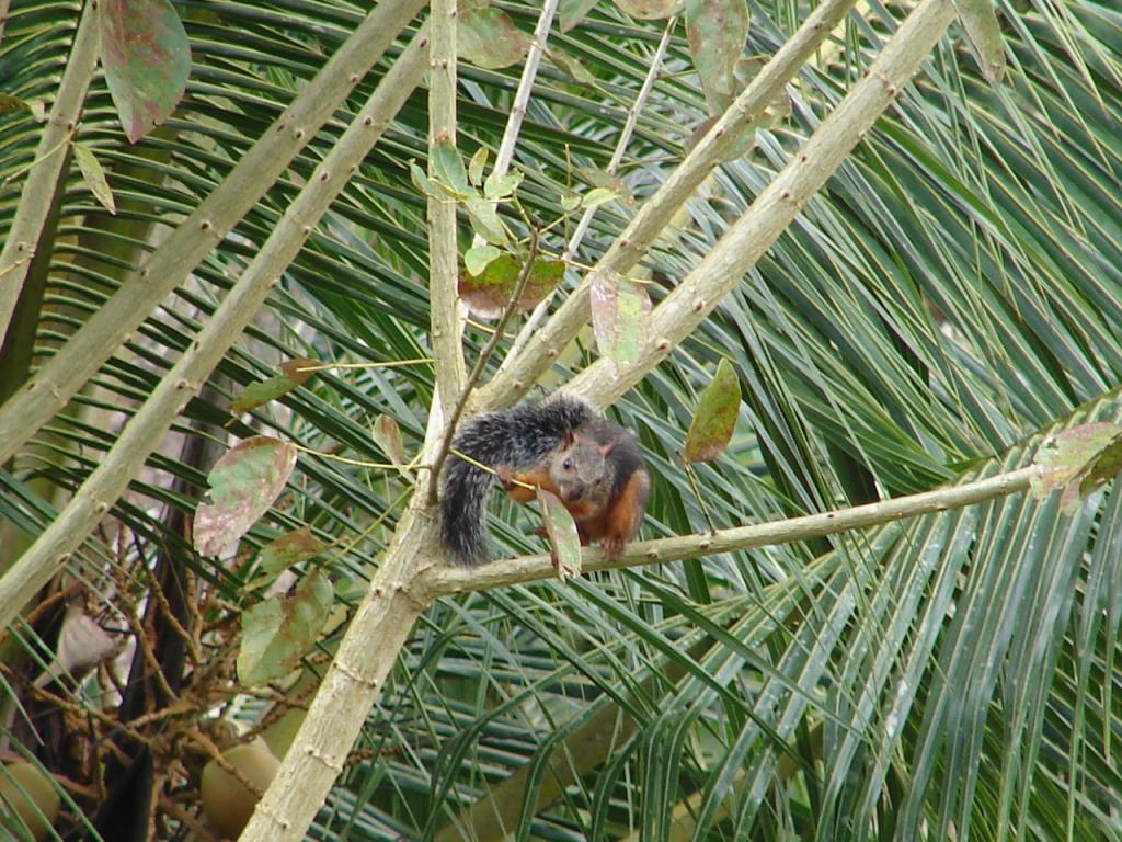 Foto de Pocosol, San Carlos (Alajuela, Costa Rica