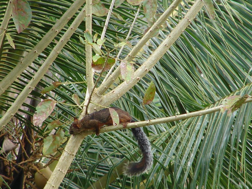 Foto de Pocosol, San Carlos (Alajuela, Costa Rica