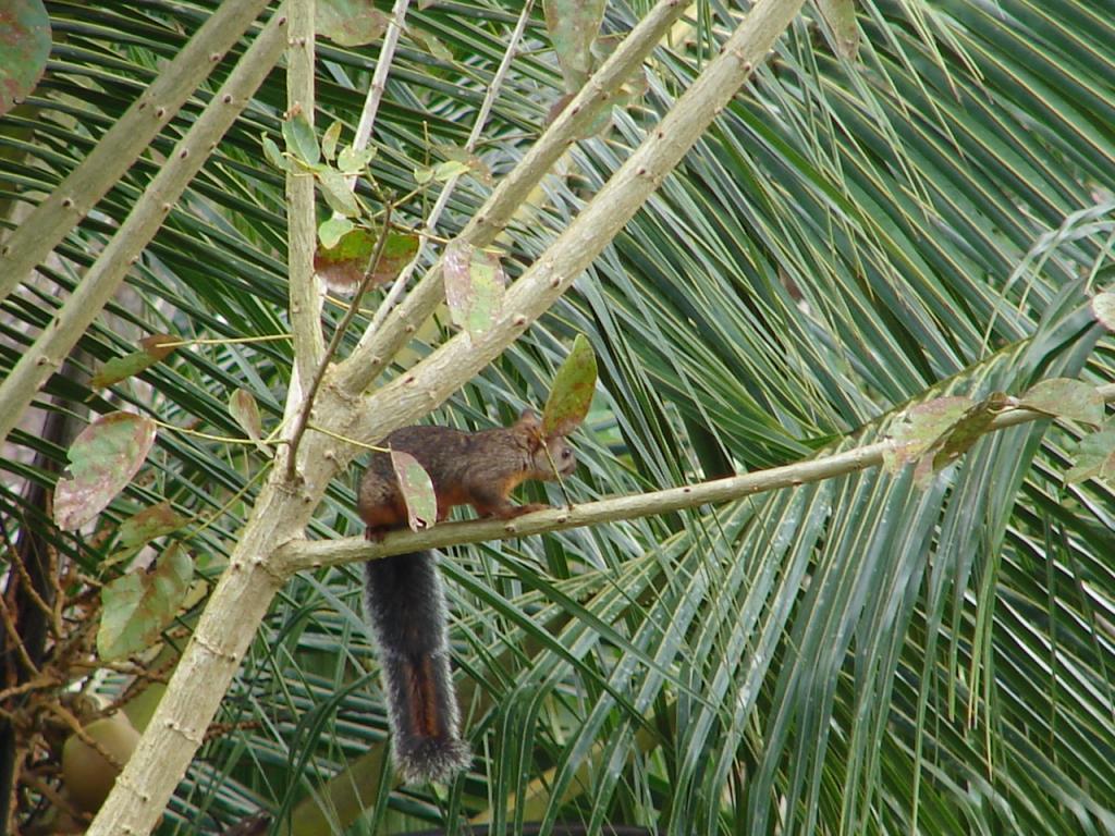 Foto de Pocosol, San Carlos (Alajuela, Costa Rica