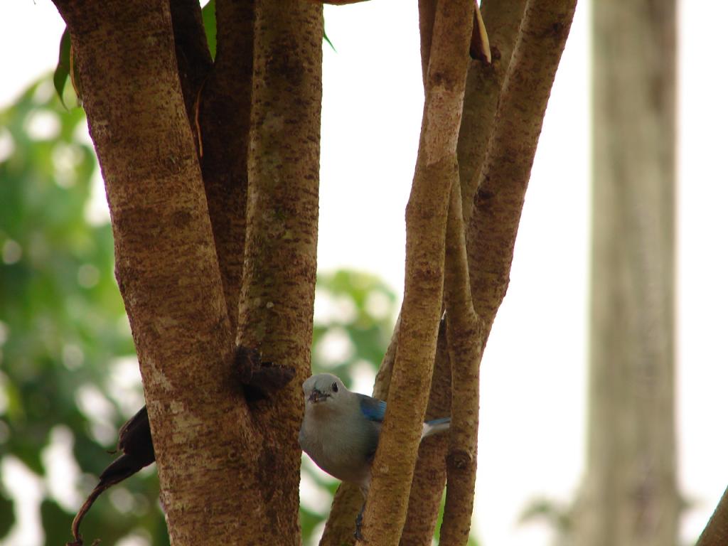 Foto de Pocosol, San Carlos (Alajuela, Costa Rica