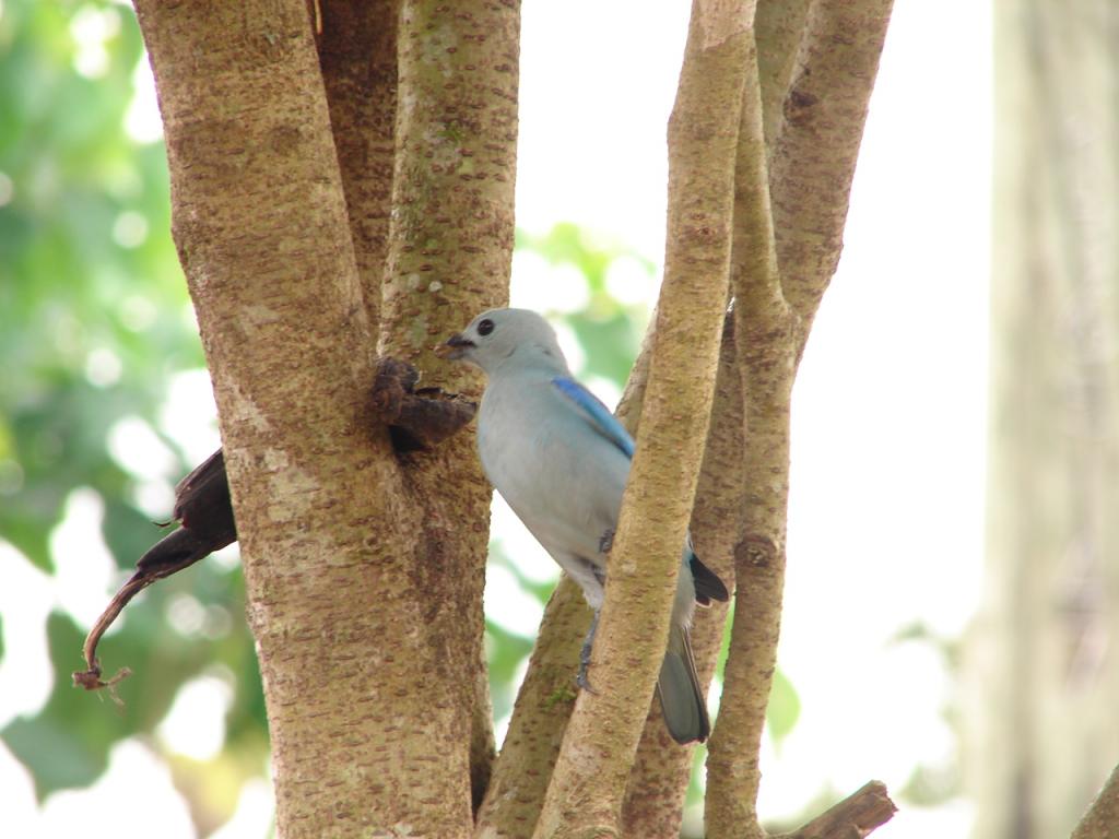 Foto de Pocosol, San Carlos (Alajuela, Costa Rica