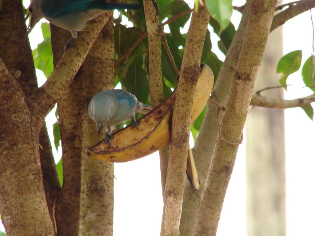 Foto de Pocosol, San Carlos (Alajuela, Costa Rica