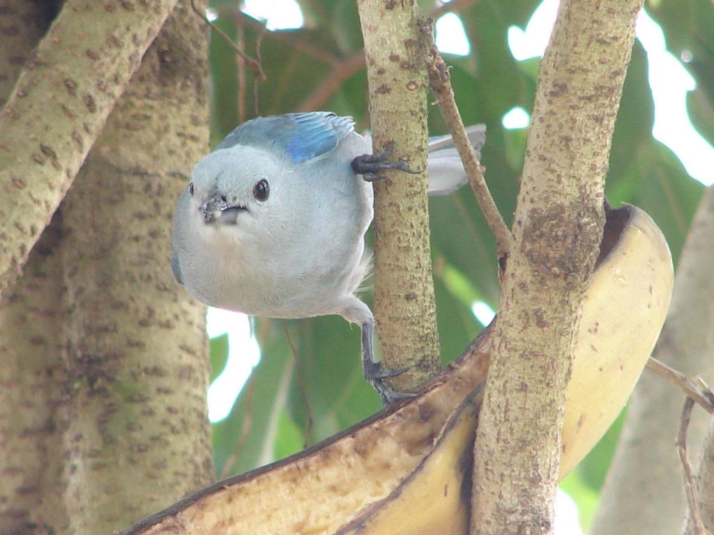 Foto de Pocosol, San Carlos (Alajuela, Costa Rica