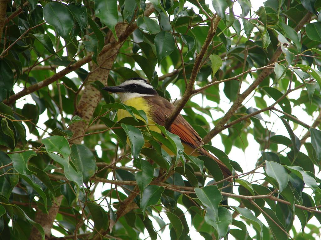 Foto de Pocosol, San Carlos (Alajuela, Costa Rica