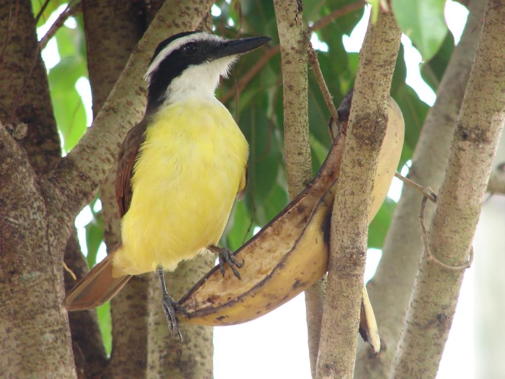 Foto de Pocosol, San Carlos (Alajuela, Costa Rica