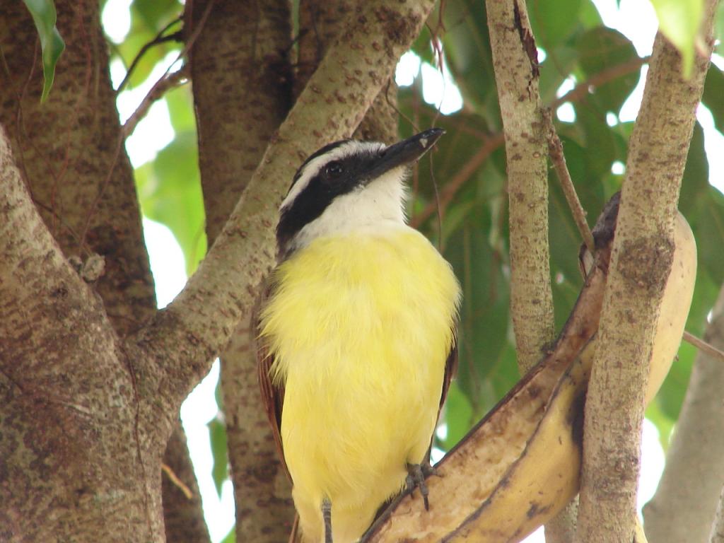 Foto de Pocosol, San Carlos (Alajuela, Costa Rica