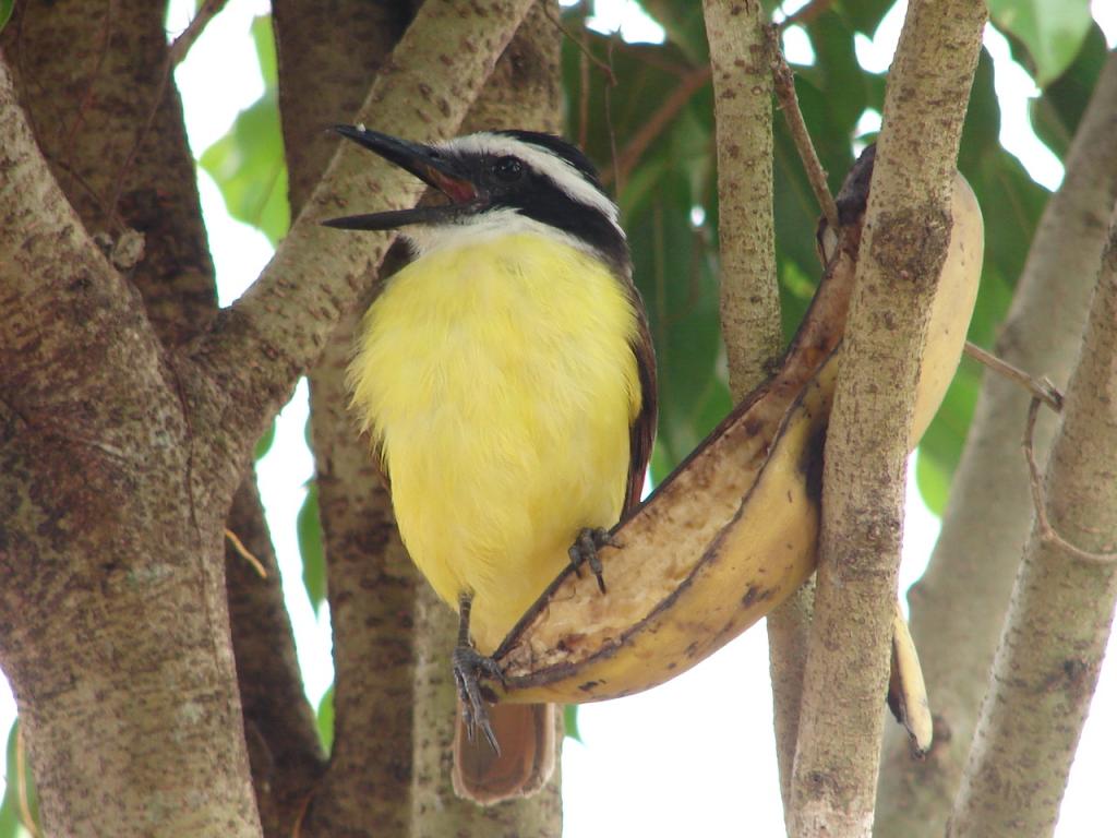 Foto de Pocosol, San Carlos (Alajuela, Costa Rica