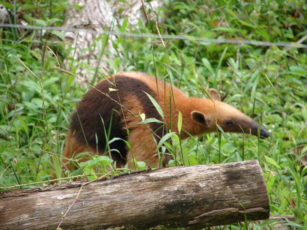 Foto de Pocosol, San Carlos (Alajuela, Costa Rica