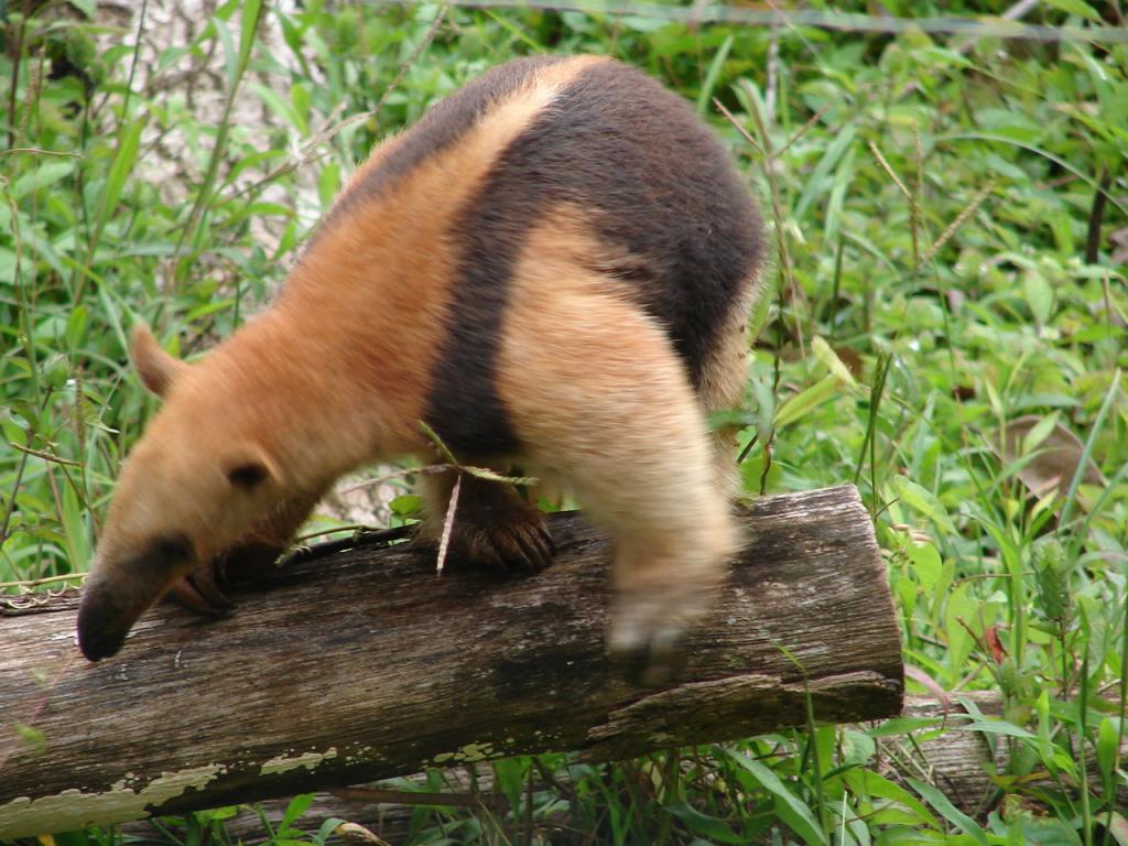 Foto de Pocosol, San Carlos (Alajuela, Costa Rica