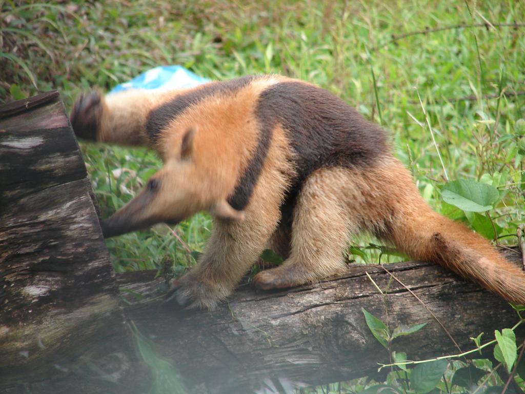 Foto de Pocosol, San Carlos (Alajuela, Costa Rica