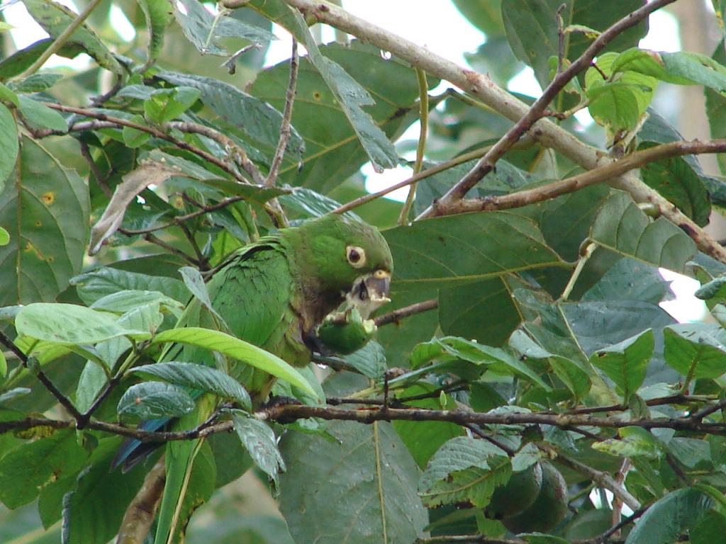 Foto de Pocosol, San Carlos (Alajuela, Costa Rica