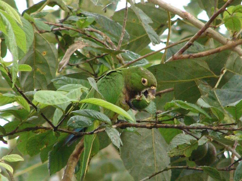 Foto de Pocosol, San Carlos (Alajuela, Costa Rica