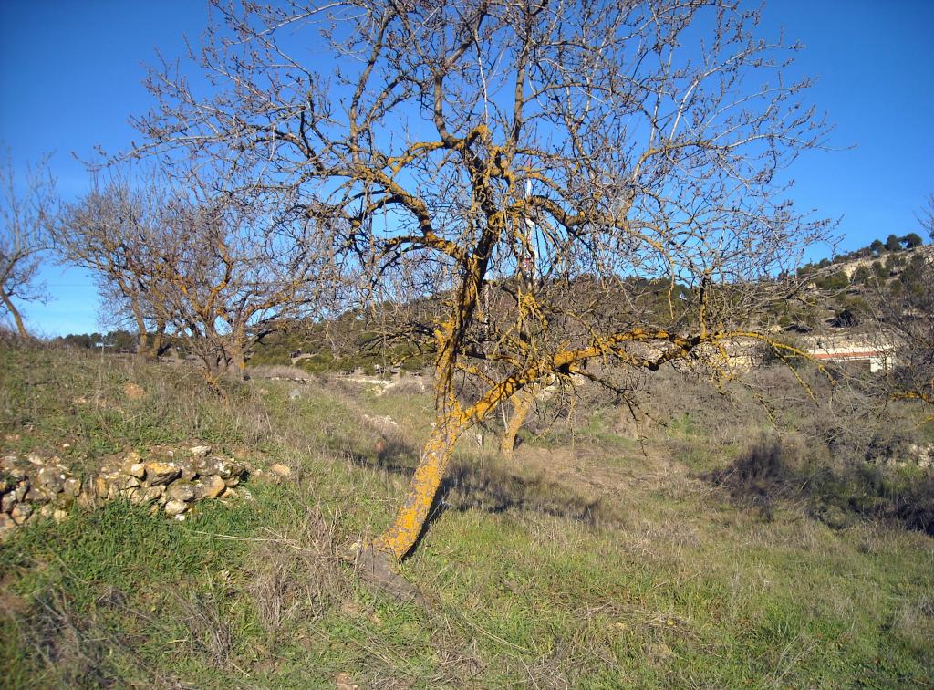 Foto de Chinchilla de Monte Aragon (Albacete), España