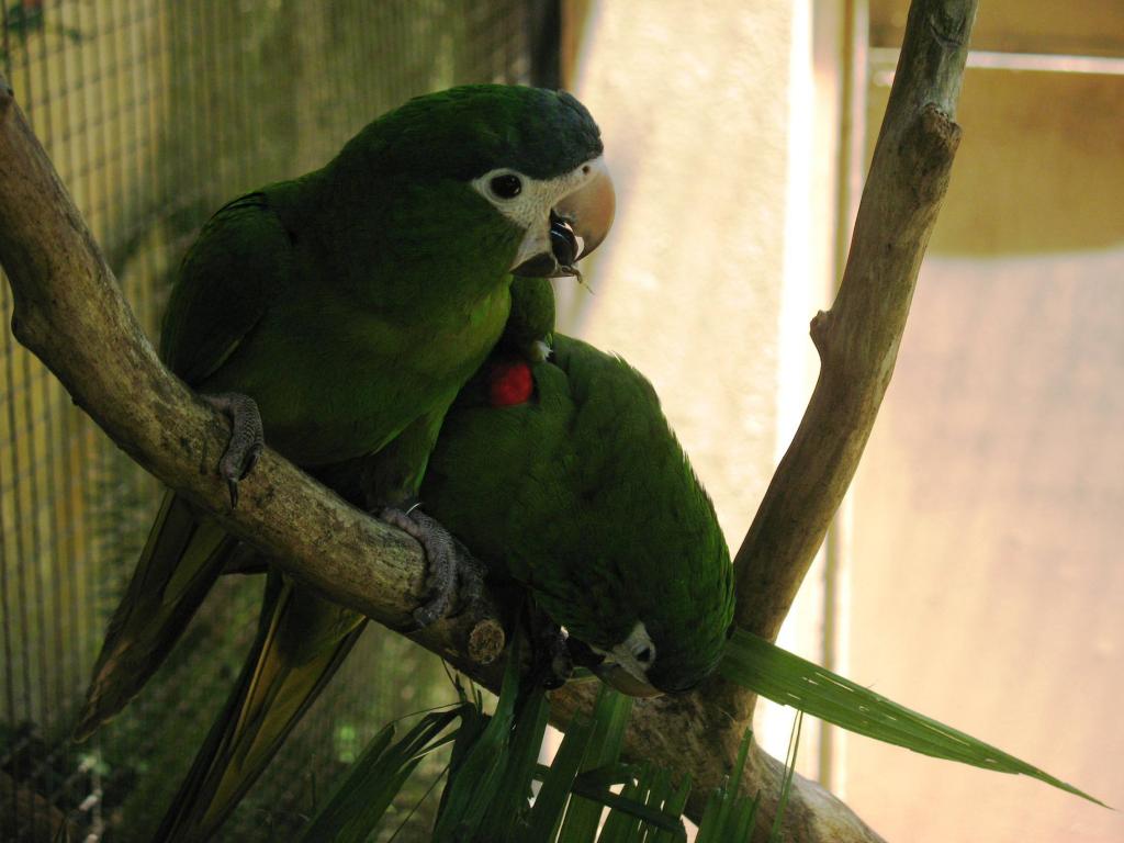 Foto de Foz do Iguacu, Brasil