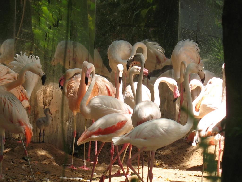 Foto de Foz do Iguacu, Brasil