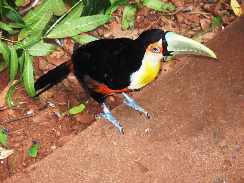 Foto de Foz do Iguacu, Brasil