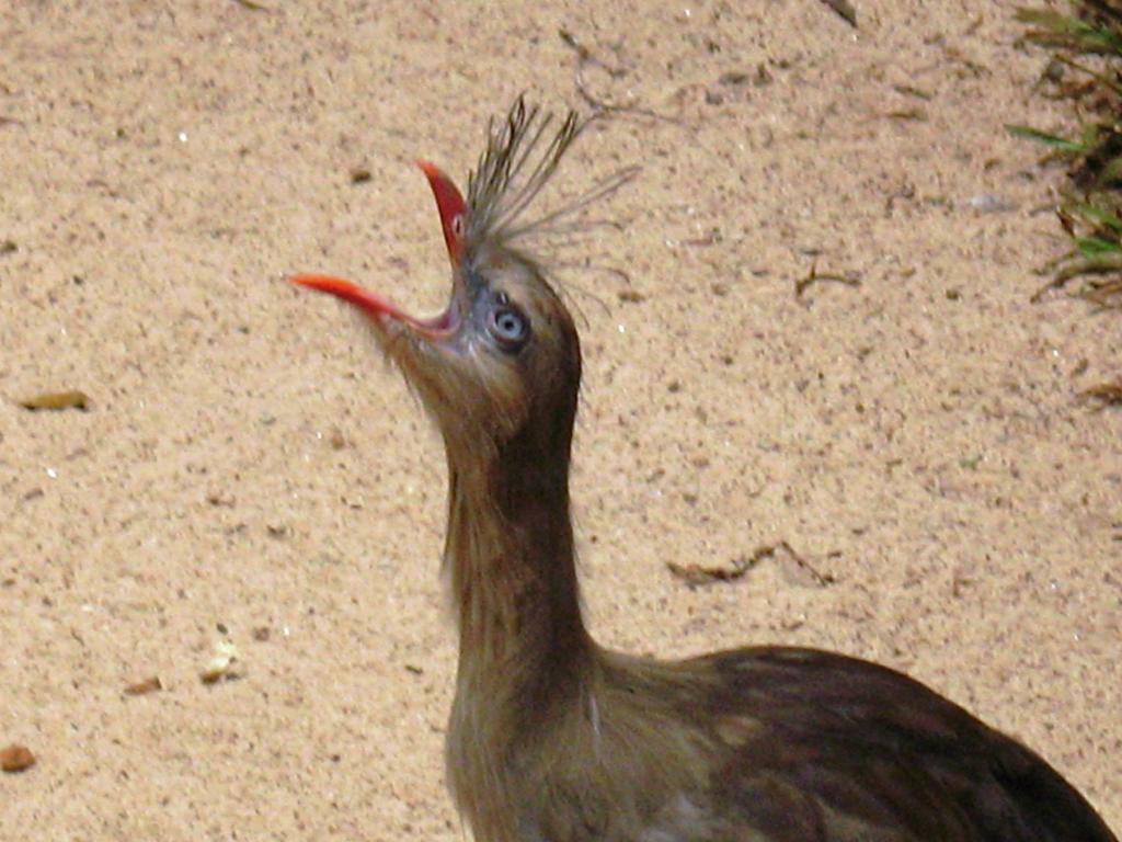 Foto de Foz do Iguacu, Brasil