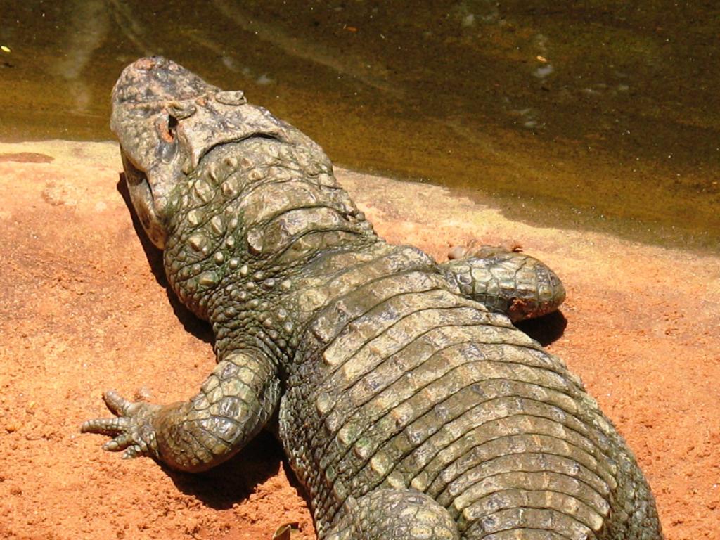 Foto de Foz do Iguacu, Brasil