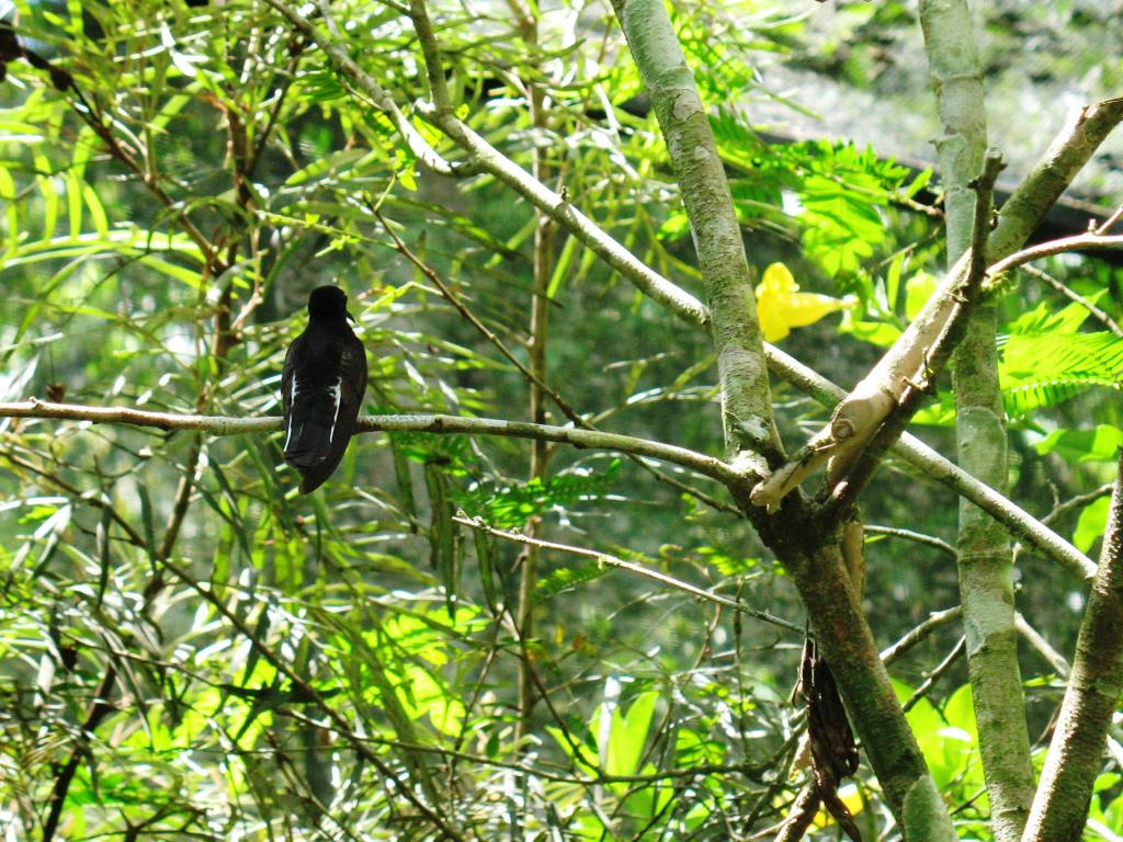 Foto de Foz do Iguacu, Brasil