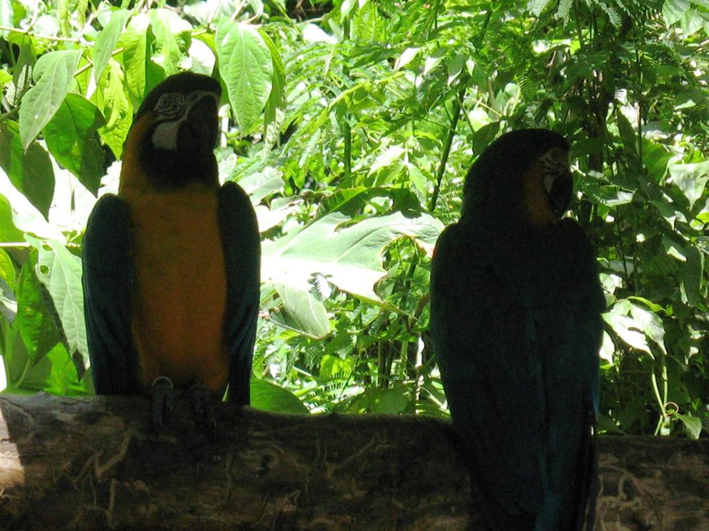 Foto de Foz do Iguacu, Brasil