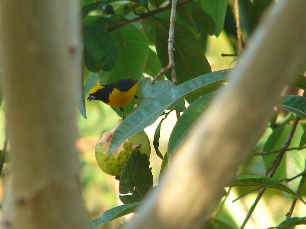 Foto de San Carlos (Alajuela), Costa Rica