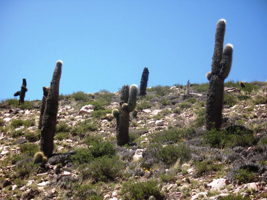 Foto de Purmamarca, Argentina