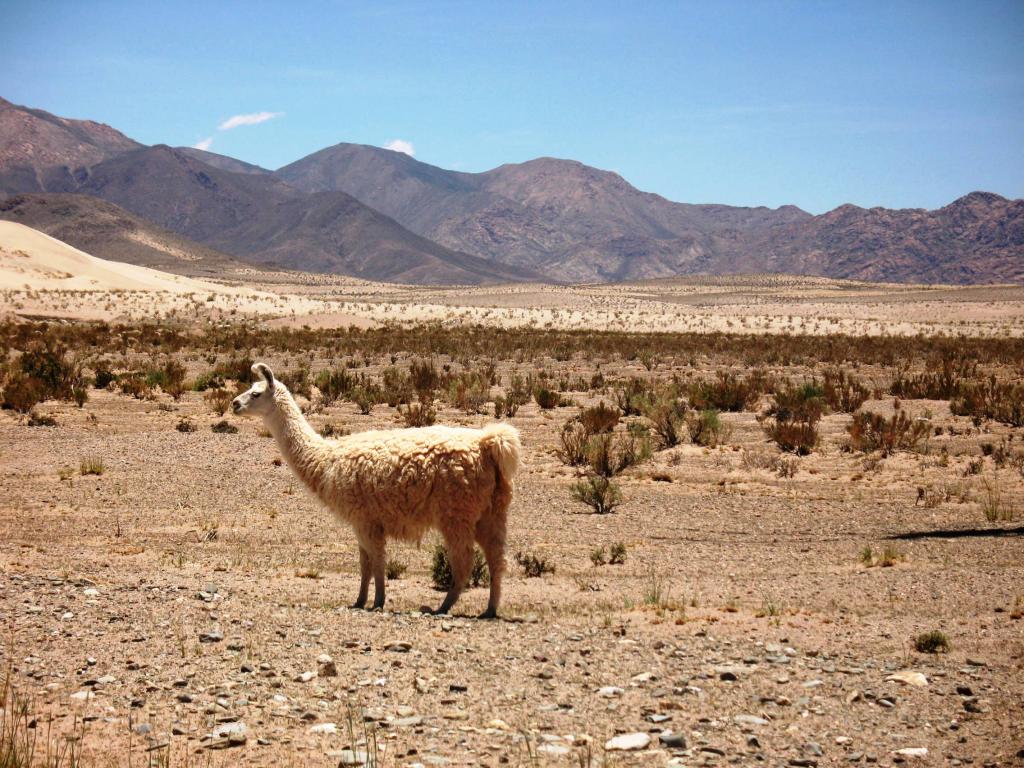 Foto de Salinas Grandes, Argentina