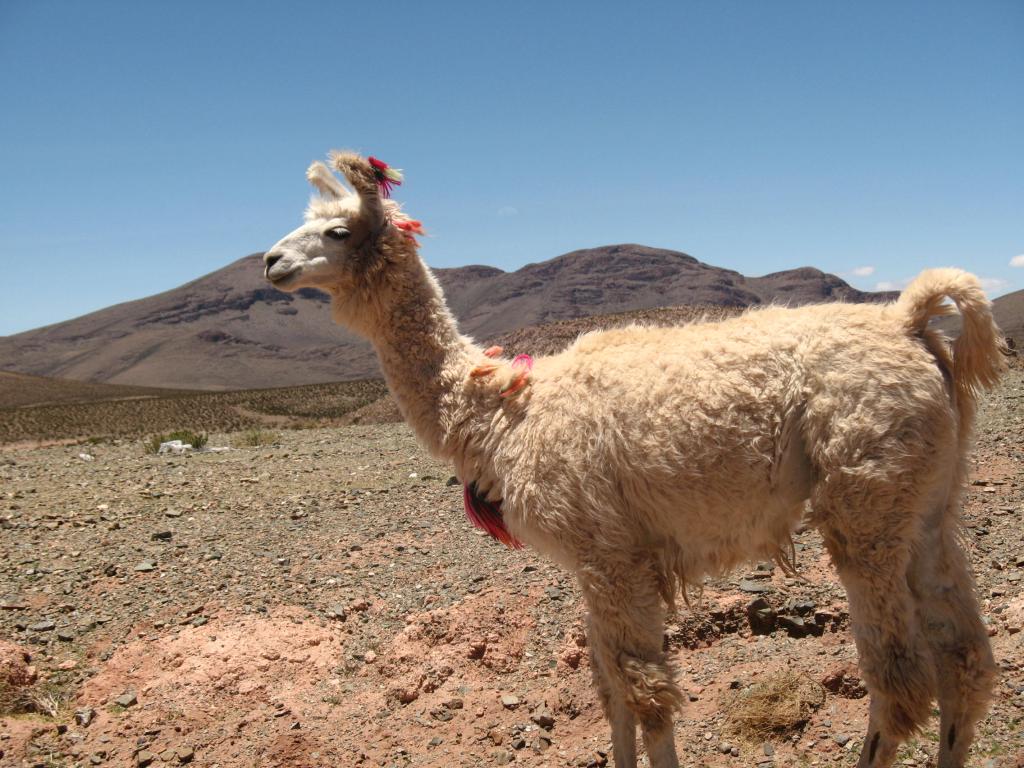 Foto de Salinas Grandes, Argentina