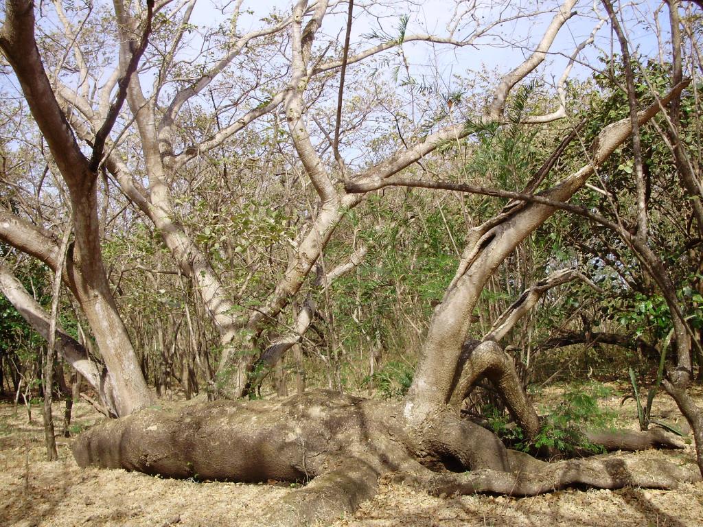 Foto de Guanacaste, Costa Rica