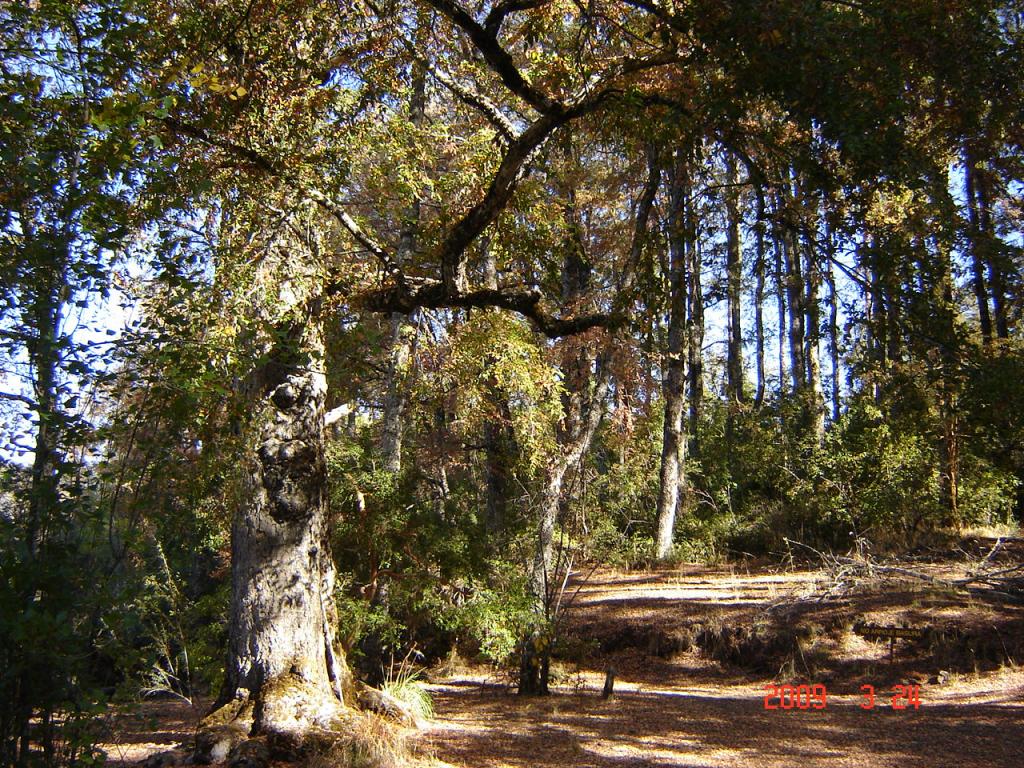 Foto de San Martín de los Andes (Neuquén), Argentina