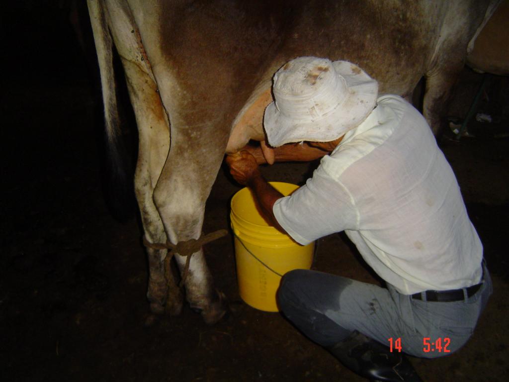 Foto de Guapiles (Limon), Costa Rica