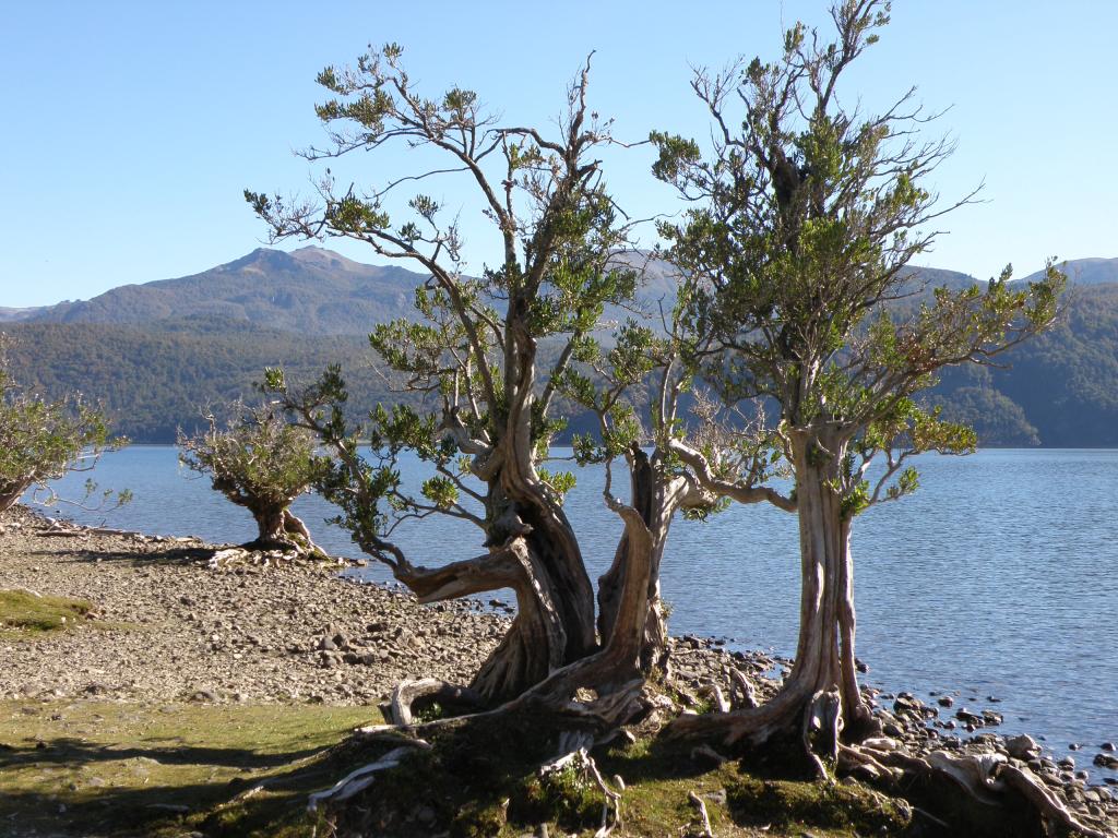 Foto de San Martín de los Andes (Neuquén), Argentina