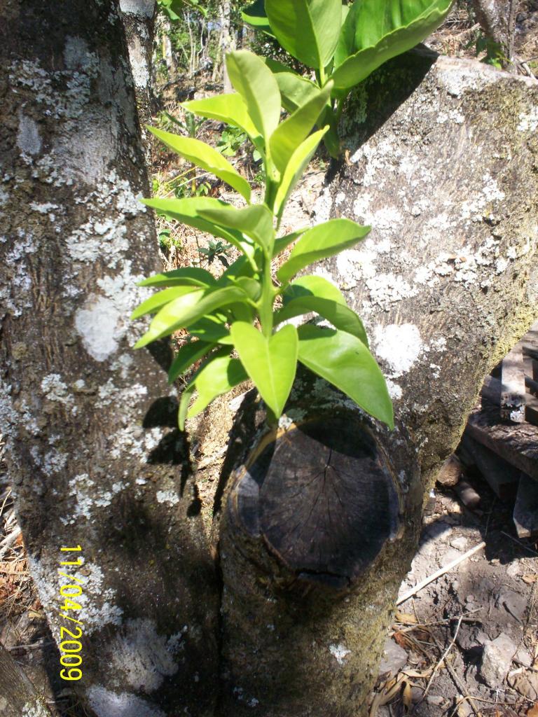 Foto de San Ignacio de Acosta, Costa Rica