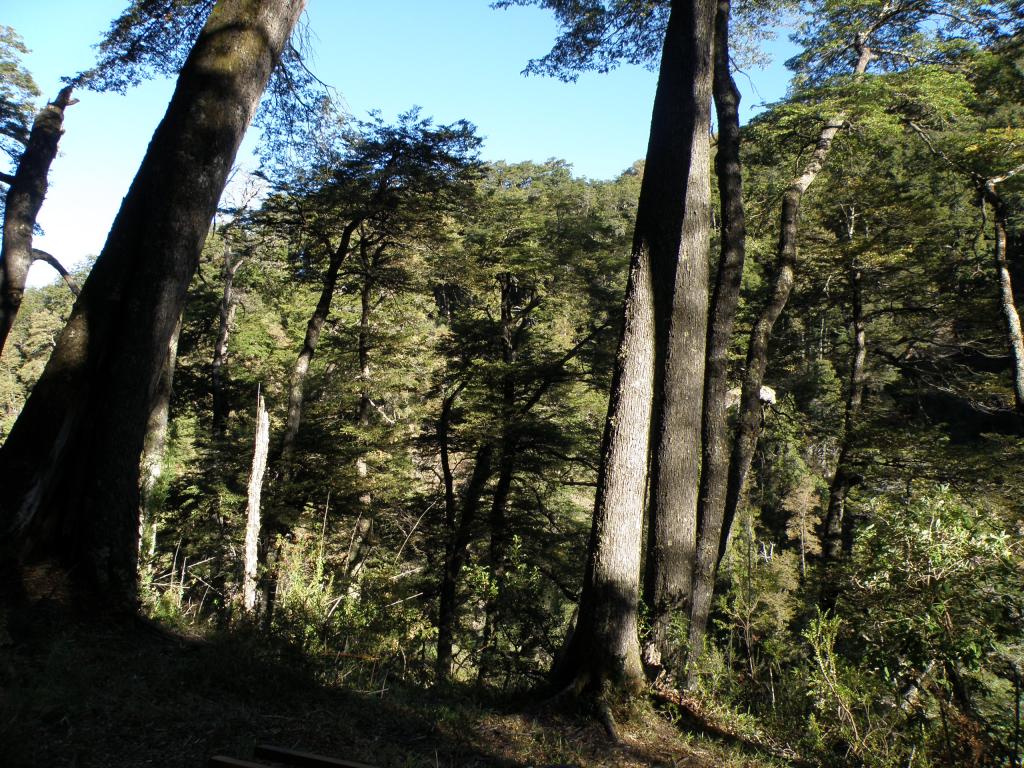 Foto de San Martín de los Andes (Neuquén), Argentina