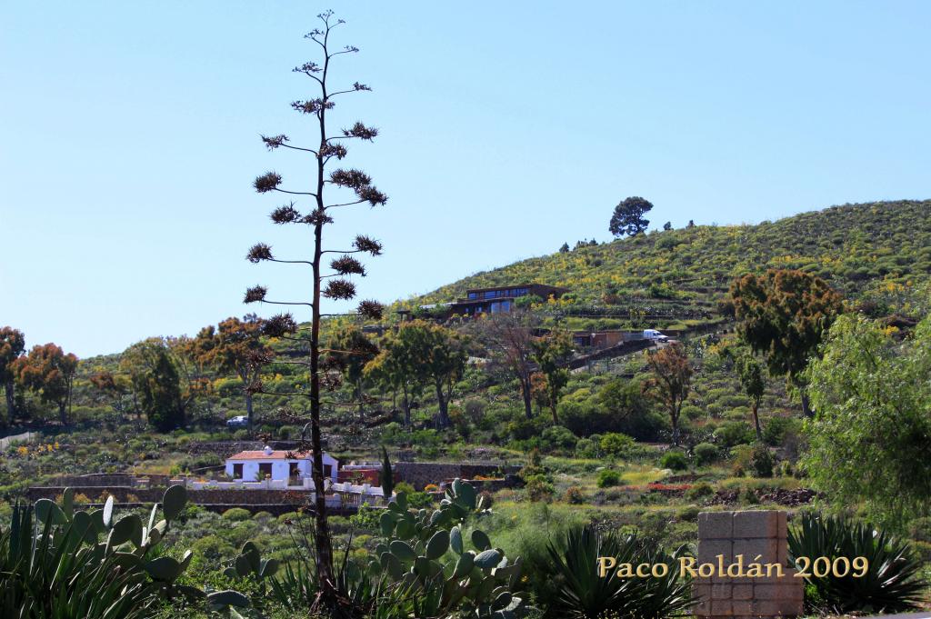 Foto de Granadilla de Abona (Santa Cruz de Tenerife), España