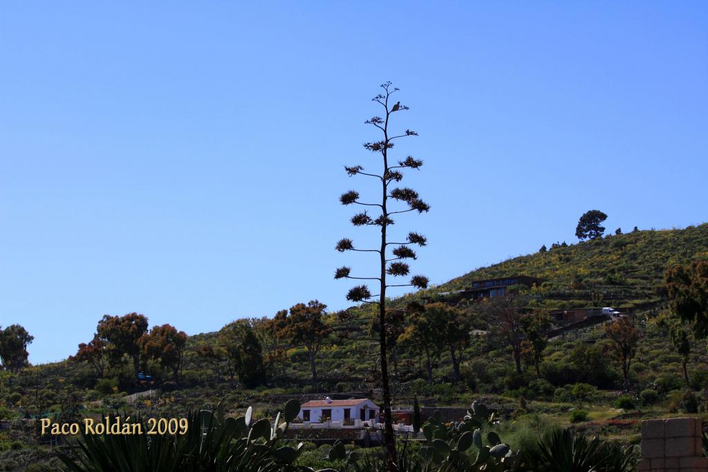 Foto de Granadilla de Abona (Santa Cruz de Tenerife), España