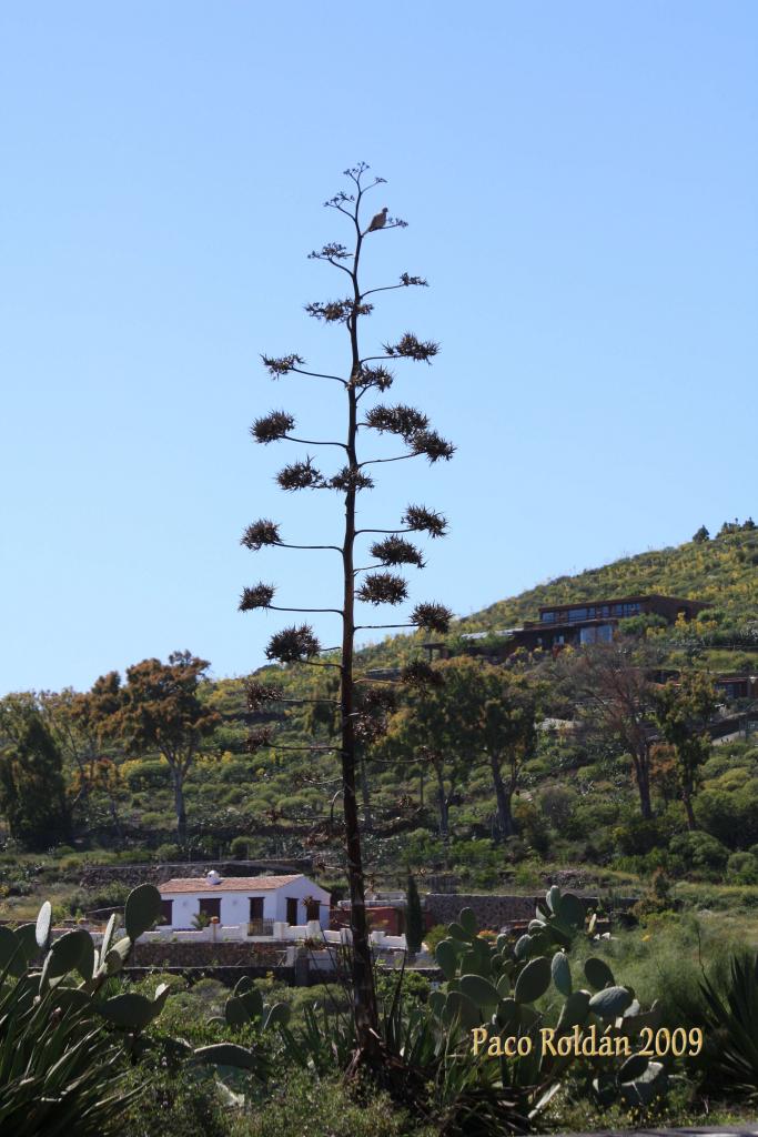 Foto de Granadilla de Abona (Santa Cruz de Tenerife), España