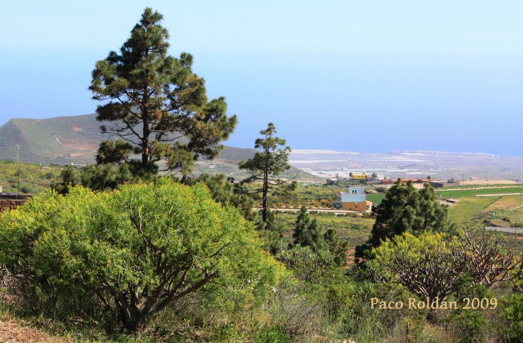 Foto de Granadilla de Abona (Santa Cruz de Tenerife), España