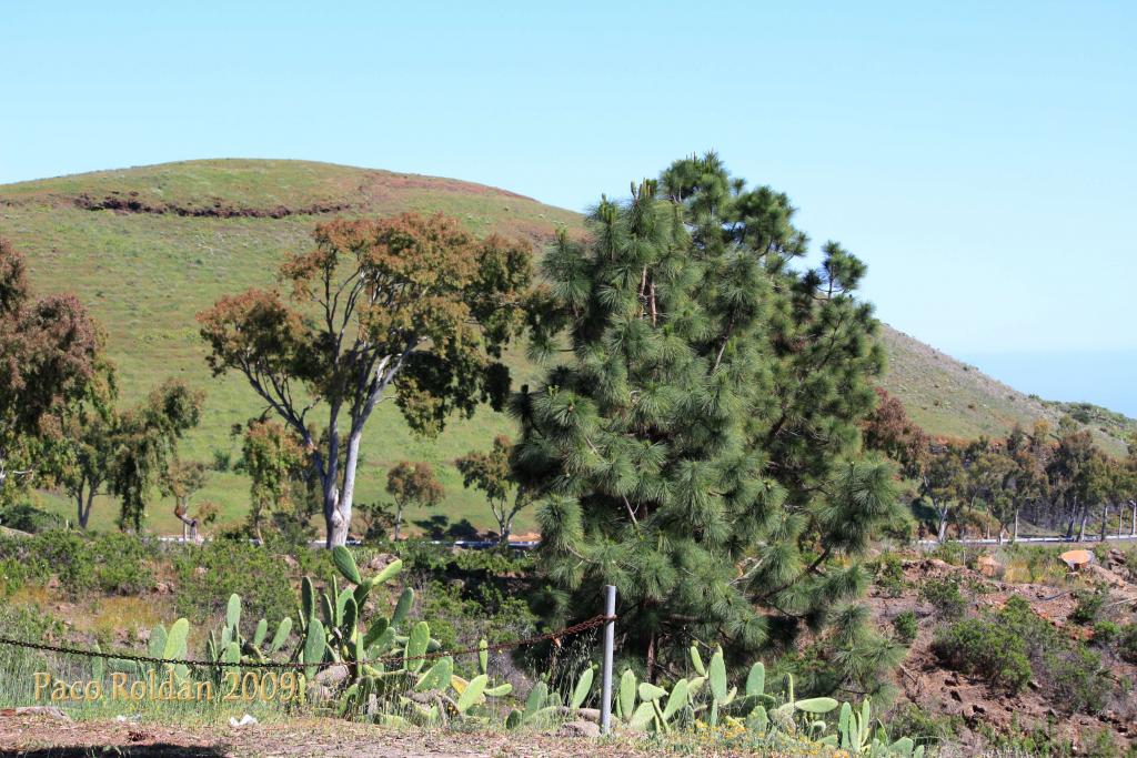 Foto de Granadilla de Abona (Santa Cruz de Tenerife), España