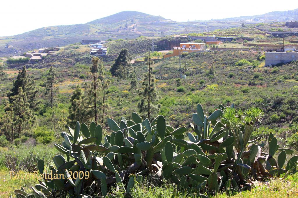 Foto de Granadilla de Abona (Santa Cruz de Tenerife), España