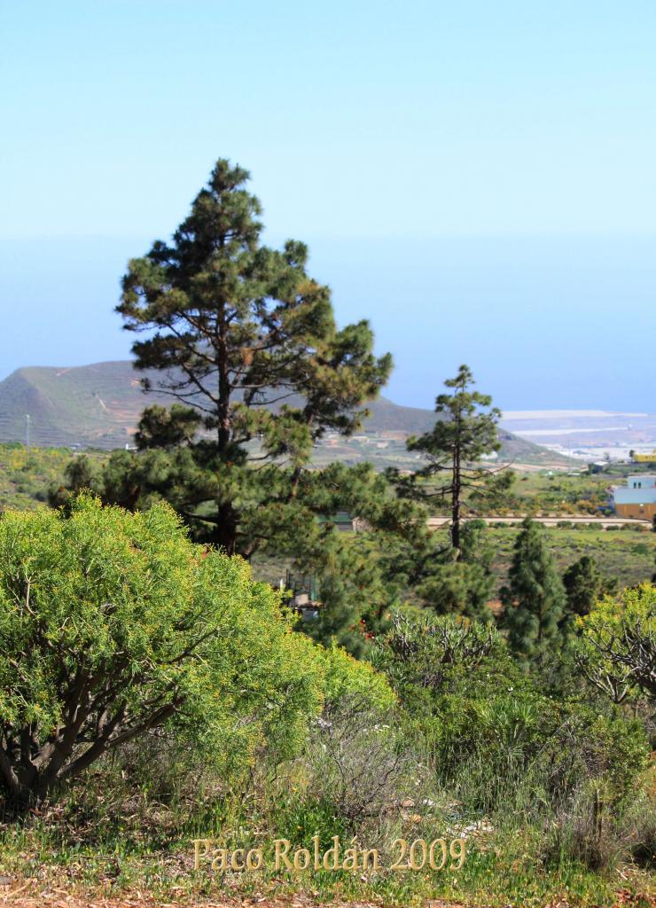 Foto de Granadilla de Abona (Santa Cruz de Tenerife), España